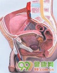 睾丸受到打击男人会死亡